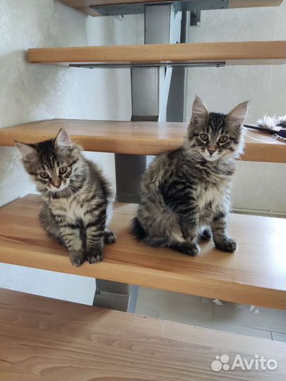 Котята курильский бобтейл