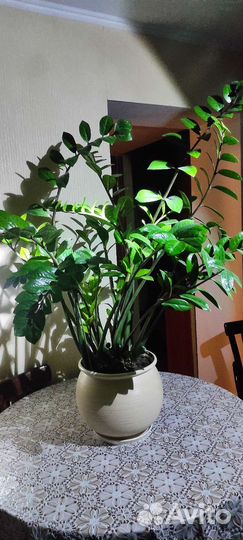 Замиокулькас