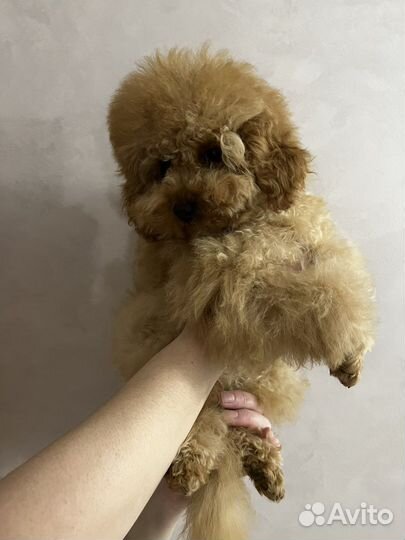 Мальчик 10 мес.ркф