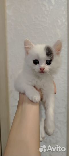Кошечка в добрые руки