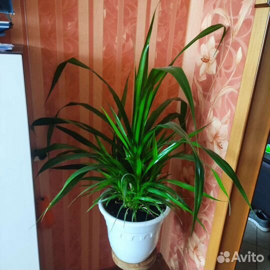 Пальма панданус