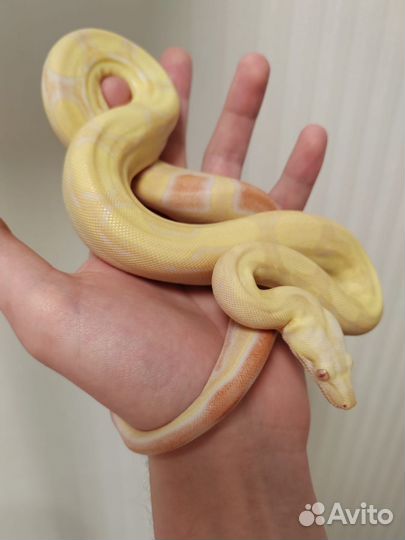 Императорский удав самка