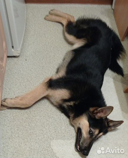 Собака в добрые руки