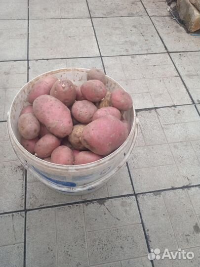 Картофель семенной, едовой, лук