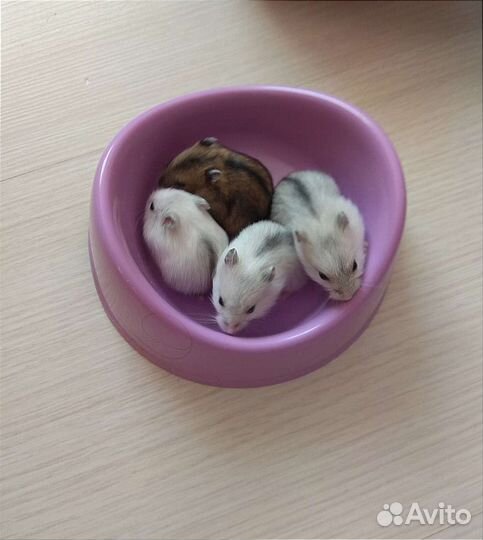 Хомячки малыши