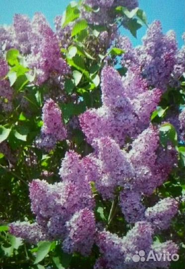 Сирень, цветы,спирея,на заказ