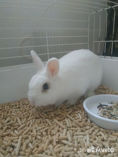 Декоративный кролик с клеткой бесплатно