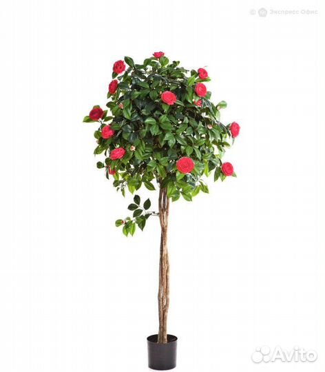 Камелия на штамбе тёмно-розовая 160 см