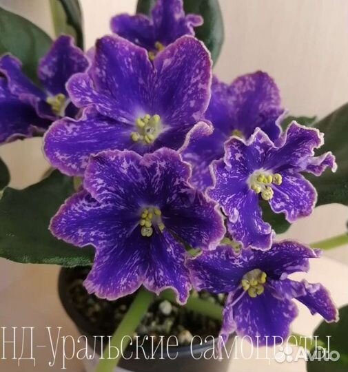 Детки сортовых фиалок