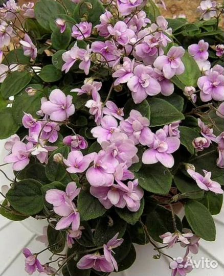 Комнатные растения цветы Фиалка