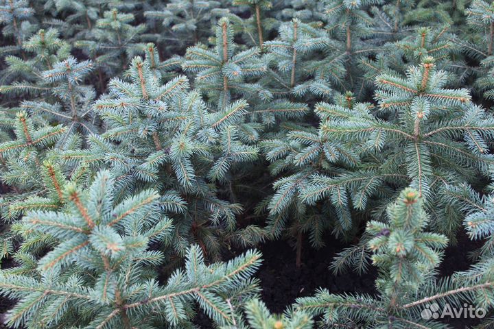 Саженцы Ели голубой из питомника