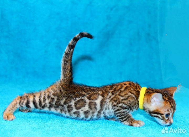 Бенгальский котенок