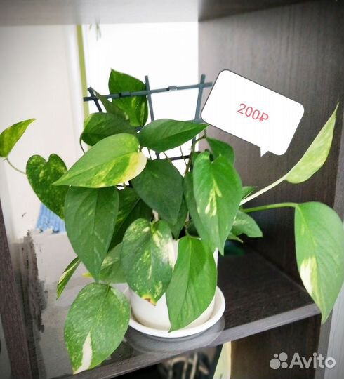 Сциндапсус золотистый