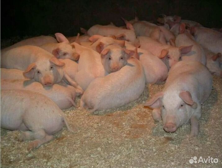 Поросята для откорма