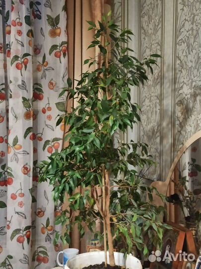 Фикус бенджамина