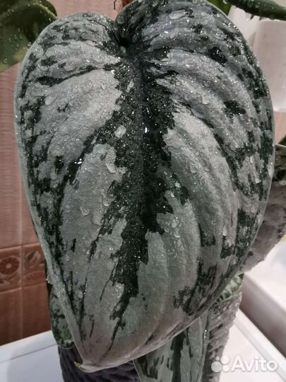 Сциндапсус, эпипремнум укорененные и на срез