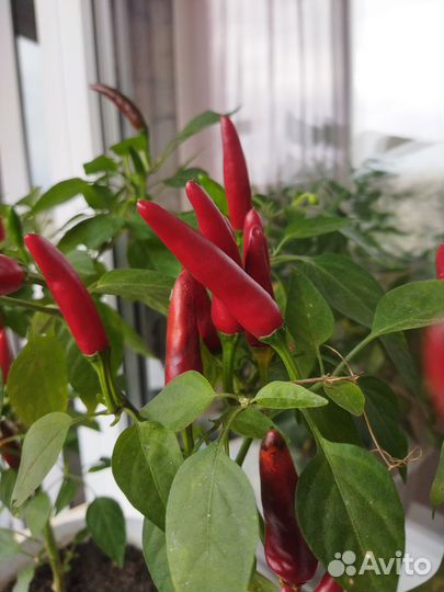 Перчик острый