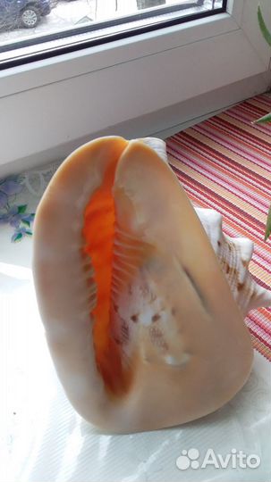 Ракушка морская большая