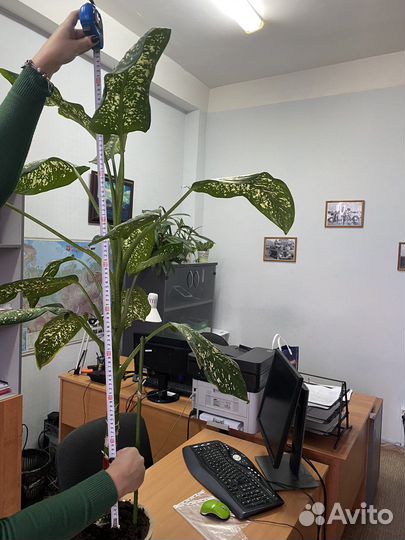 Диффенбахия