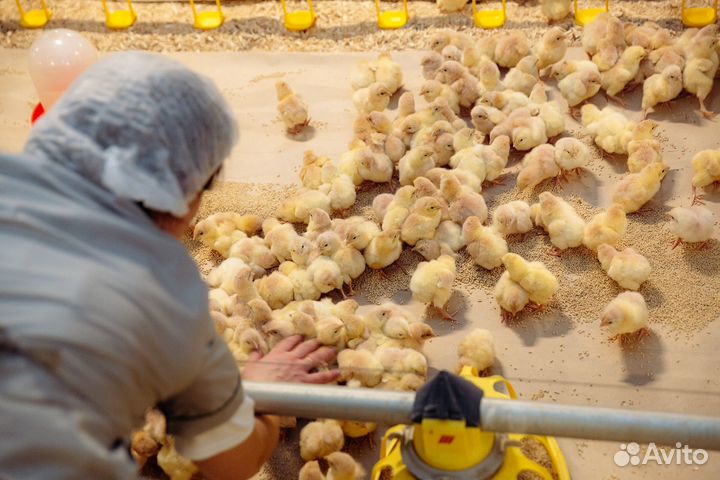 Вахта в Пермь с проездом.Кормить,поить птицу