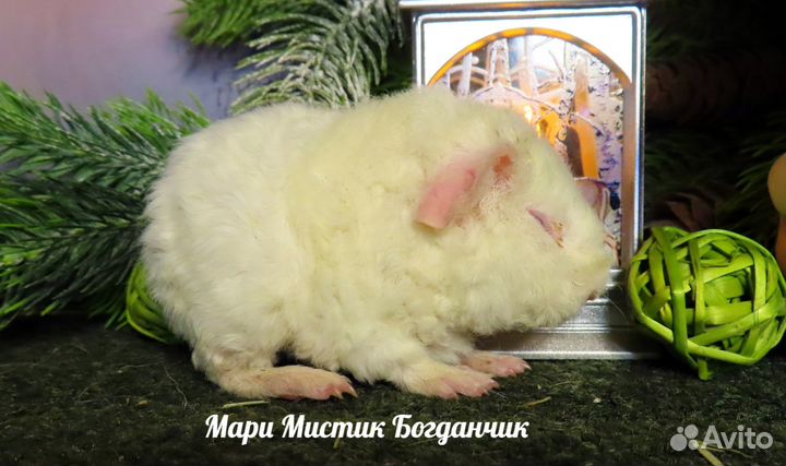 Морские свинки ручные, здоровые на видео