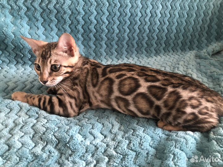 Бенгальская кошка