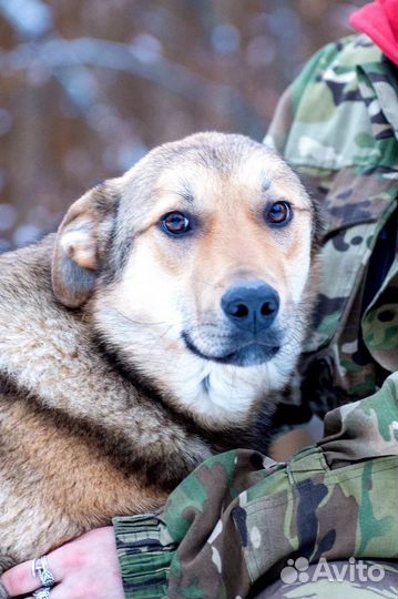 Нежный Кий ищет семью