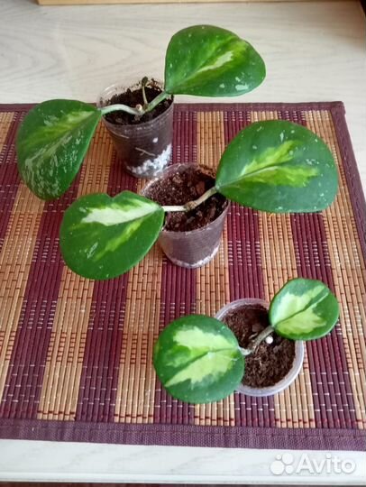 Хойя обовата