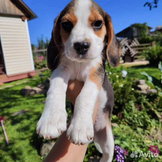 Щенки бигль