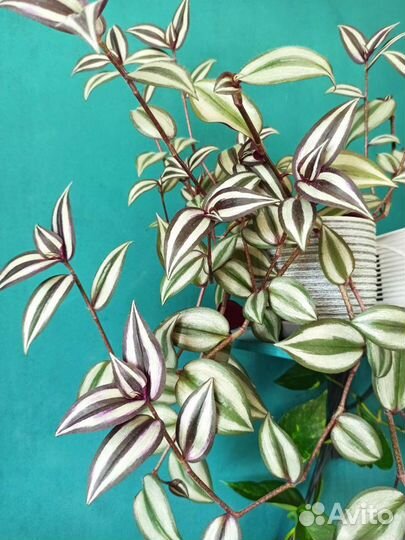 Традесканция зебрина целое растение