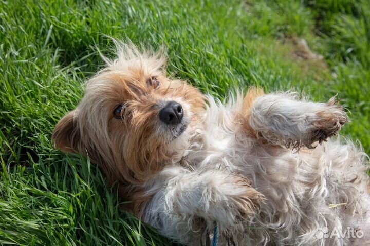 Собака из приюта ищет дом