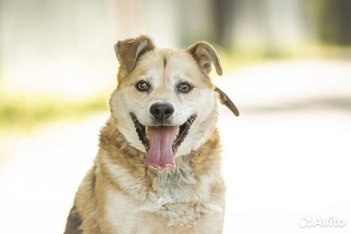 Этот парень вам понравится