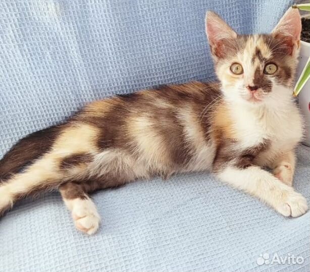 Кошка в дар