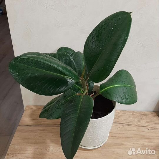 Фикус 