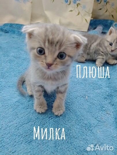 Шотландская