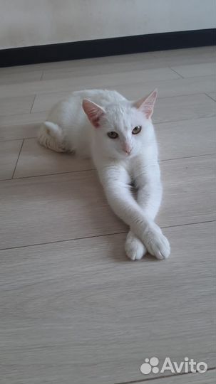 В добрые ручки