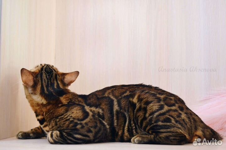 Бенгальский кот