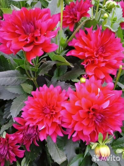 Вегетативные георгины/ низкорослые