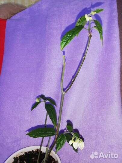 Клеродендрум томсон начало цветения