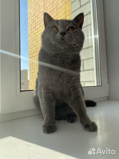 Шотландский кот вязка