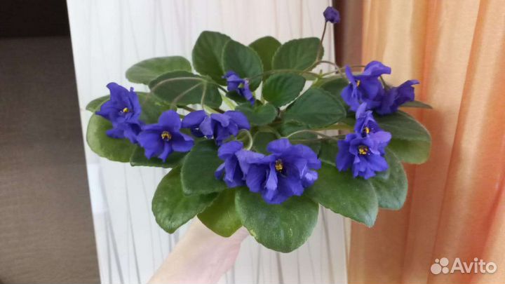 Цветущие фиалки