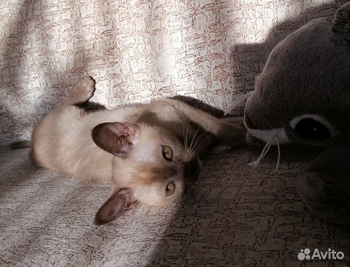 Европейская бурма