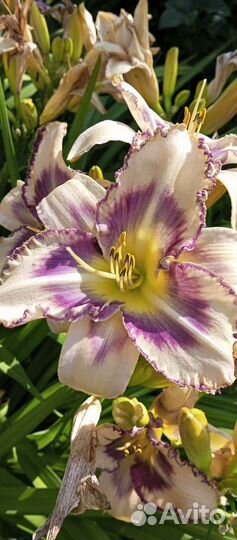 Лилейники для сада