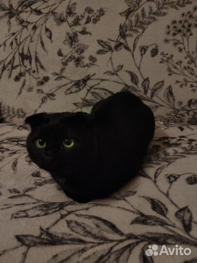 Вислоухие коты