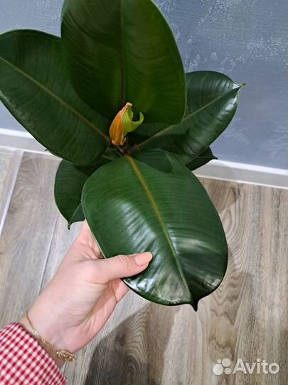 Фикус эластика chloe d14