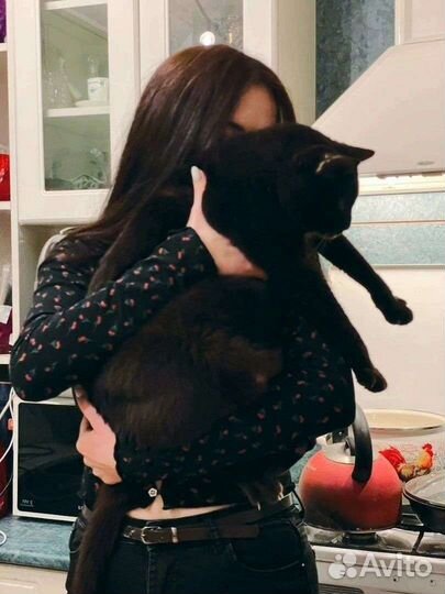 Передержка домашних животных