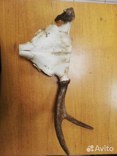 Череп лося, с рогами