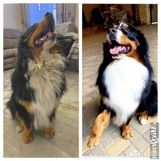 Экспресс линька, стрижка, собак и кошек