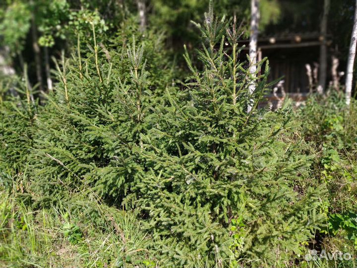 Саженцы сосна, ель