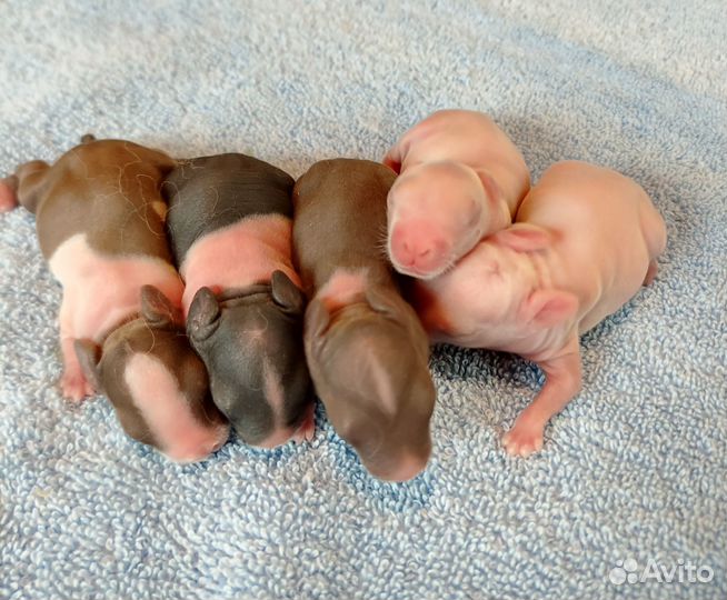 Цветные карликовые крольчата